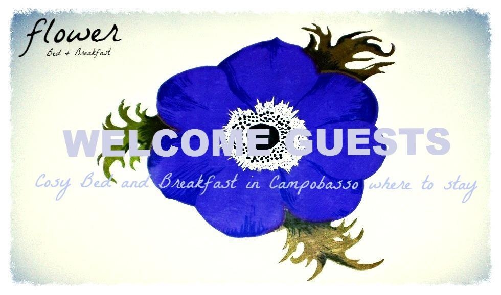 Affitto Appartamento - Campobasso