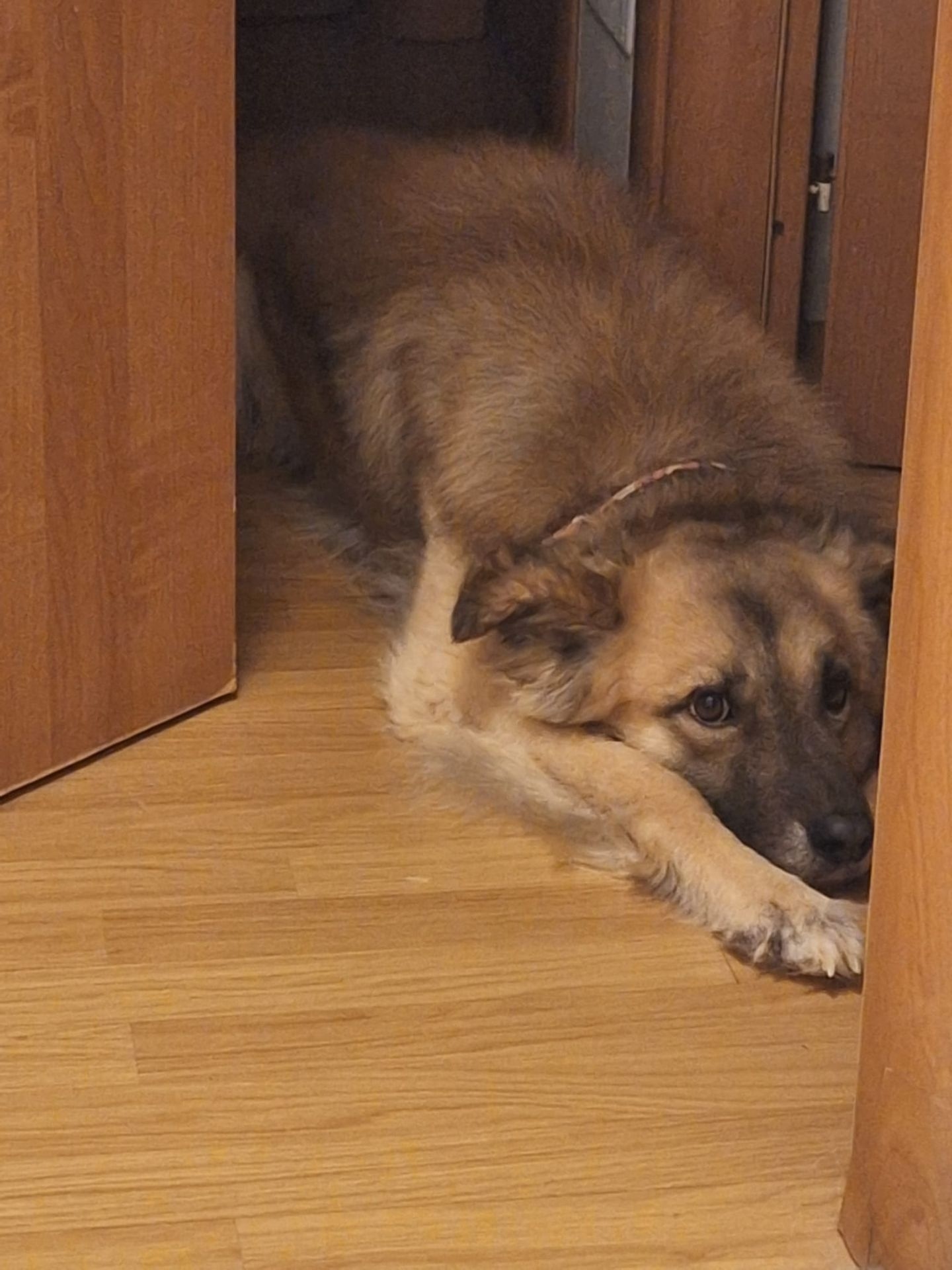 SMART-WORKING AL FRESCO: CASA GRATIS A SANTA RUFINA DI ROIO (L’Aquila) IN CAMBIO DI PET-SITTING 💻🌲